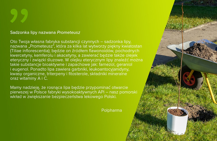 Sadzonka lipy "Prometeusz"