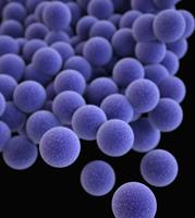 bakterie z rodzaju Staphylococcus