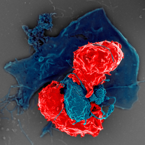obraz z mikroskopu skaningowego, limfocyty Treg zaznaczone na czerwono
