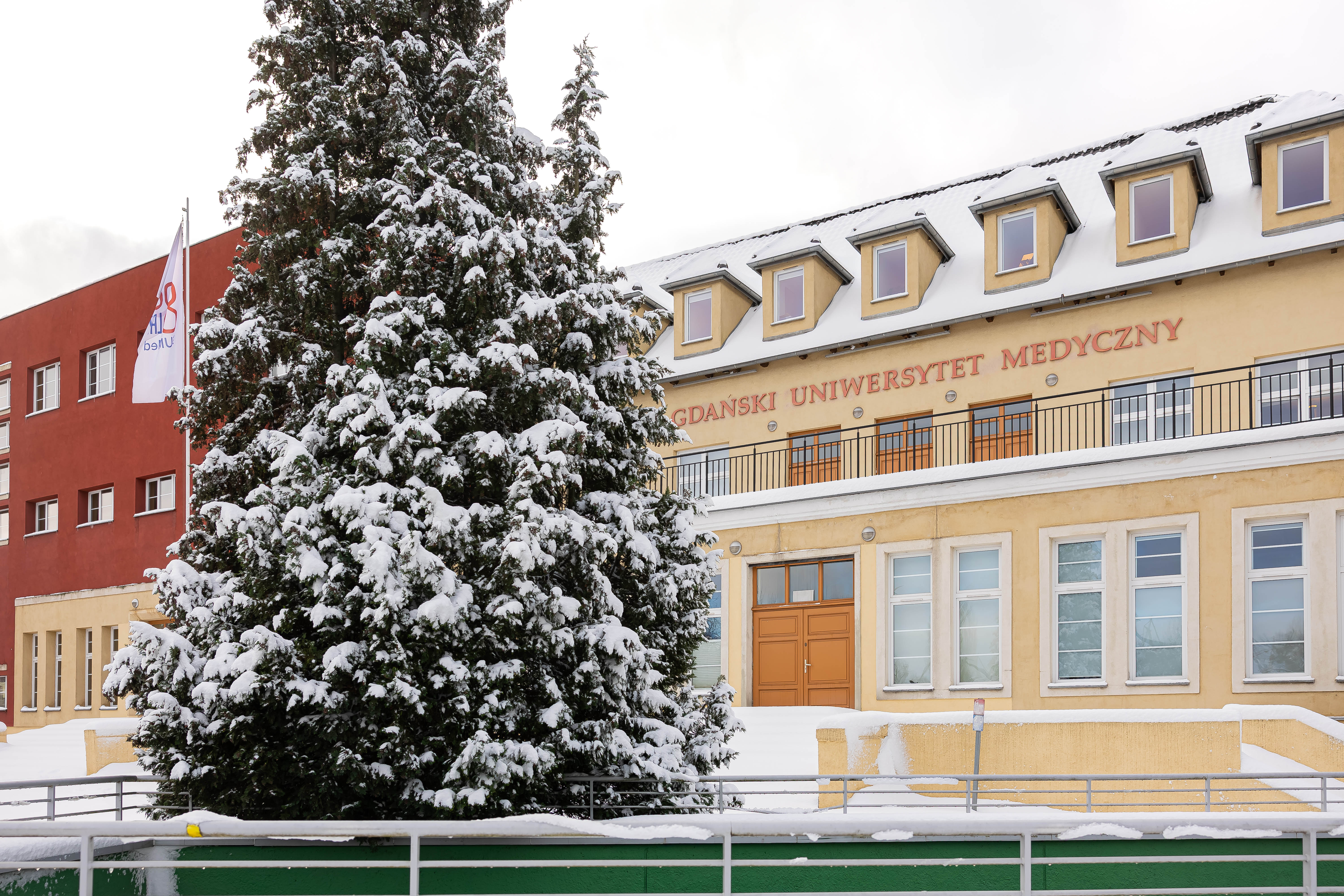 Budynek Atheneum Gedanense Novum GUMed zimą, z ośnieżonym drzewem przed wejściem