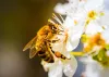 Pszczoła